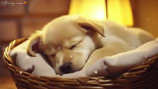 10 HOURS of Dog Calming Music For Dogs🐶Anti Separation Anxiety Relief💖Deep Sleep Music🎵 HealingMusic