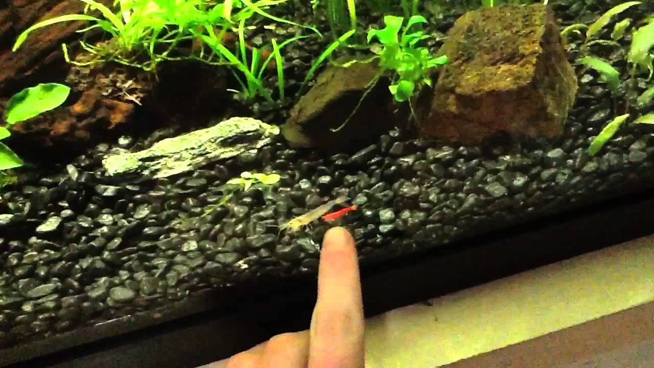 How shrimp are beneficial to the planted aquarium! YouTube
