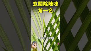 家裡的陳臭味80%來自玄關，那麼就幹掉它吧#家庭养花 #园艺