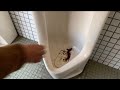 小便器にいたオオムカデを食べてみると…【公衆便所】