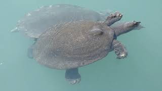 Nile turtle   Nil kaplumbağası screenshot 1