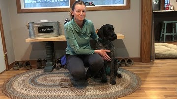 Force Fetch Tutorial for JGHV Dog Owners - Day 3 (Session #2) with Deutsch Drahthaar