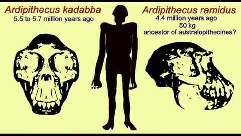 PL JOURNAL 15: HUMAN EVOLUTION.avi
