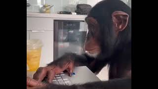 Chimpanzee in his work hour🐵 by ZWF MIAMI 1,523 views 1 year ago 20 seconds