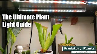 The Ultimate Plant Light Guide