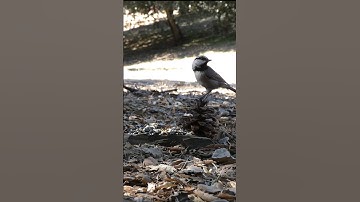 Mountain Chickadee🐦Morning Seed Raid #mountainchickadee