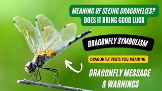 Dragonfly Symbolism In Feng Shui: How To Use and Place It | Is Seeing Dragonfly Brings Good Luck?