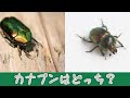 勘違いしている方多数!?カナブンとコガネムシの違い!実は片方は益虫なんです!(字幕対応)