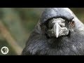 You've Heard of a Murder of Crows. How About a Crow Funeral? | Deep Look