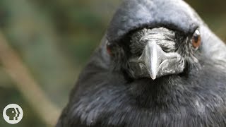 You've Heard of a Murder of Crows. How About a Crow Funeral? | Deep Look