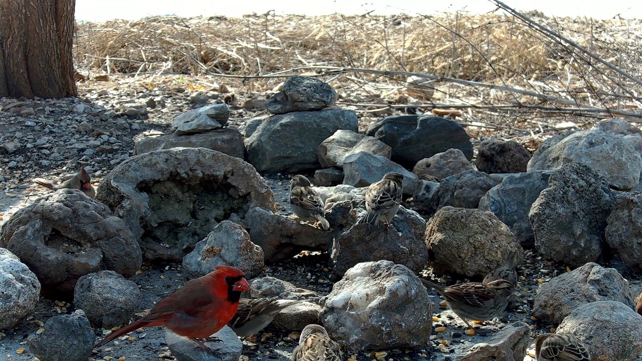 Bird Feeder 02-20-2026