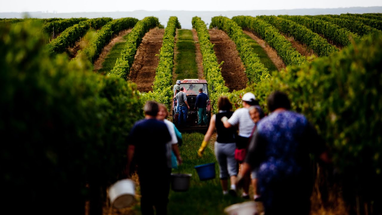 VIREX Winery Commercial | Cinematic