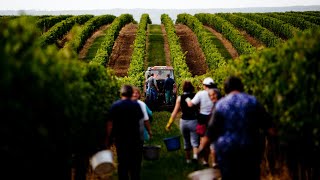 VIREX Winery Commercial | Cinematic