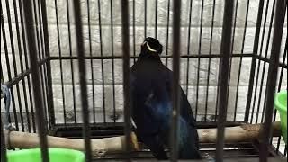 MENYAMBUT HARI KEMERDEKAAN BEO BISA BICARA ('MERDEKA MERDEKA MERDEKA')