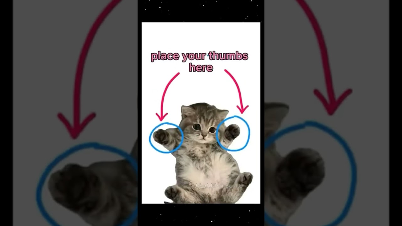 Got yaa🫠 #shorts #lyrics #trend #cats #memes.