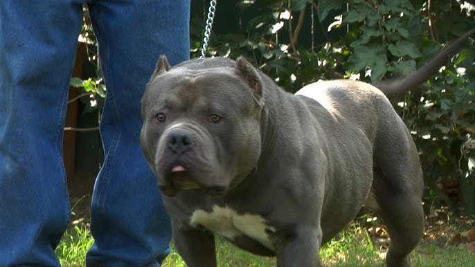 My boy and his parents, Dax and Louis V Lines : r/AmericanBully