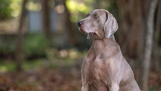 Can Weimaraners be Aggressive Towards Strangers?