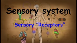 8. Introduction to The Sensory System and   sensory 