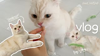 ENG | vlog.Cat Adoption Vlog First Week of Beginner Butler | Preparation Before Adoption|Unboxing