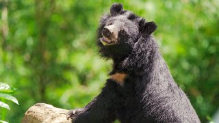 Wildlife and Nature Filmmaker Showreel