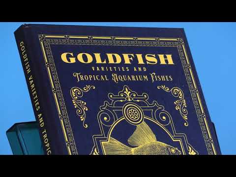 Vídeo: Variedades Goldfish: Um Breve Olhar para Alguns dos Muitos Tipos