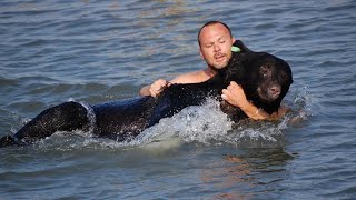 Man saves giant drowning bear