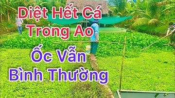 Thuốc  Diệt Cá Trong khi Đang Nuôi Ốc Bươu Đen, Không Hại Cho Ốc