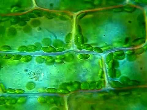 Движение хлоропластов в клетке 2