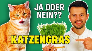 Ist Katzengras gesund für Katzen? (Tierarzt klärt auf)