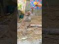 Monkey My Beautiful Pats Monkey very enjoy mode