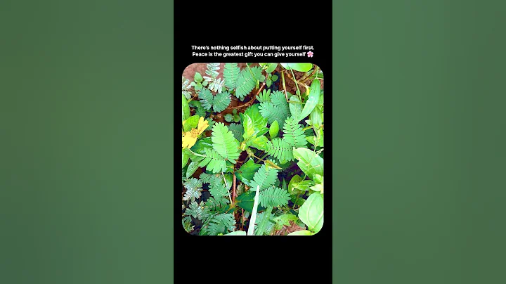 Putting yourself first isn’t selfish #selflove #positivity #innerpeace #calmvibes #nature #lifequote