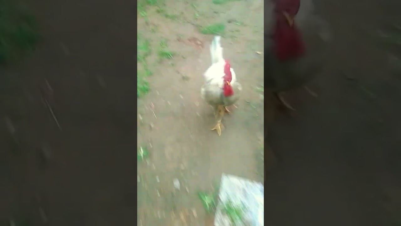 rooster racing with me 🏁🏁 