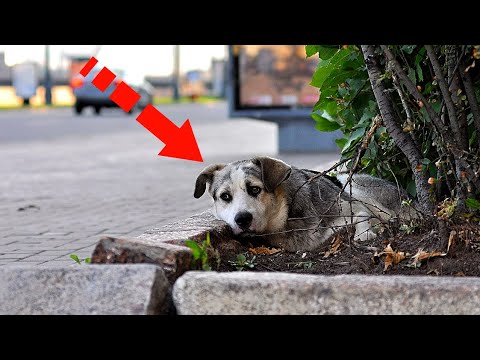 Video: Zašto psi poput trbuha ukrašavaju?