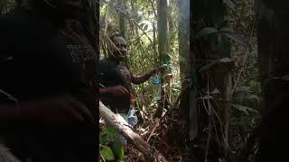 Air Rotan untuk kesuburan rambut
