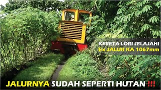 SUGAR CANE TRAIN EXPLORE A TRACK THAT WAS NOT PASSED FOR A LONG TIME‼️