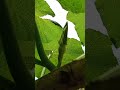 Pepinos con todo