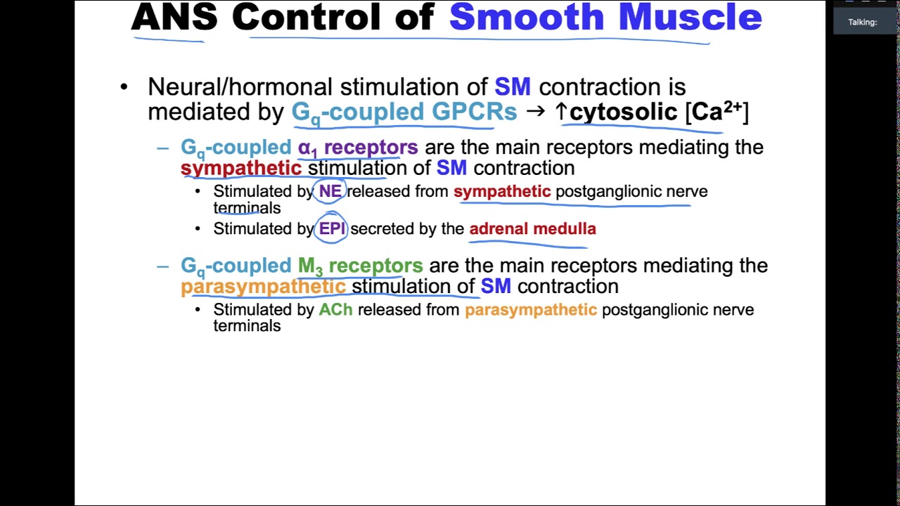 Schneid Guide to Autonomic Control of Smooth Muscle - YouTube