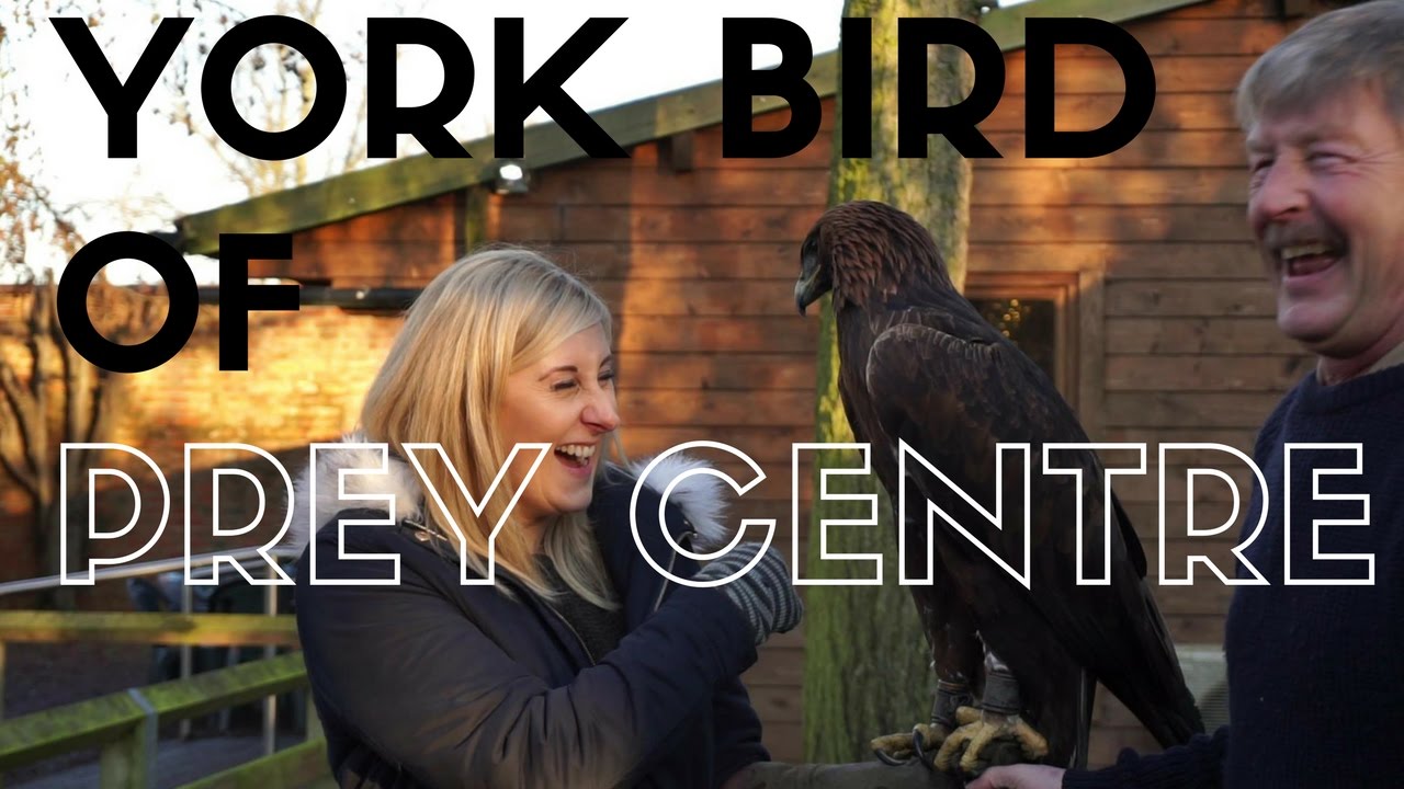 York Bird of Prey Centre - What To Know BEFORE You Go