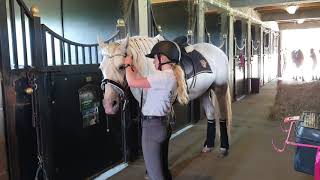 5yo PRE andalusian horse  166cm