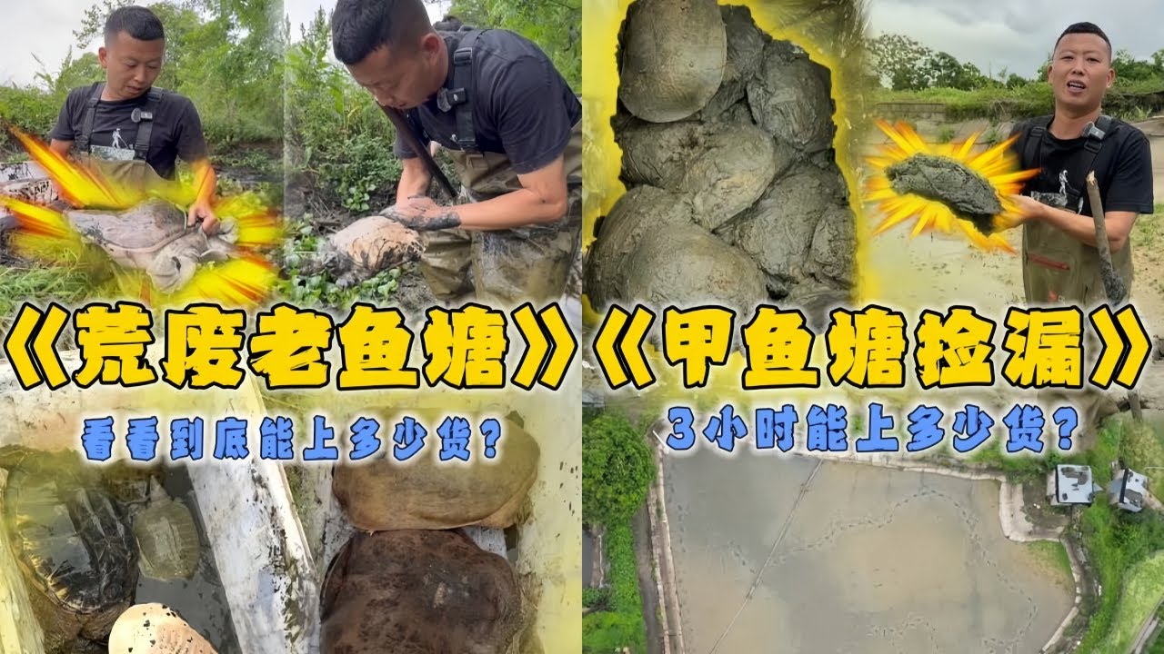 小飞哥花200元包下荒废的老鱼塘，看看最后能上多少货？｜花2000元在甲鱼塘限时捡漏3小时，看看到底能上多少货？