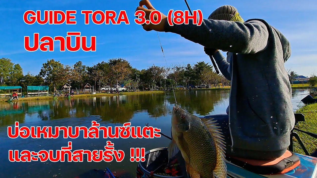 ตกปลาชิงหลิวบ่อเหมา คัน GUIDE TORA 3.0 8H  ปลานิลบินได้ ep234