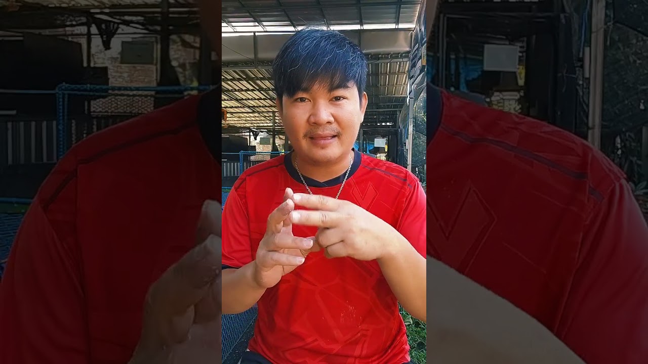 Ep10.มือใหม่นักพัฒาสายพันธุ์พม่า #บิ๊กแคนฟาร์ม