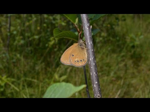 Video: Načrtovano Nadaljevanje Bojnih Postaj