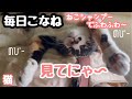 【三毛猫】毎日こなね：まだまだ寝たい三毛猫を撮影【保護猫、日本猫】【猫シャンプー:A.P.D.C.スタンダードシャンプー使用】