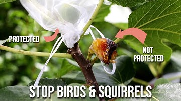 How to Protect a Fig Tree From Birds and Squirrels: What