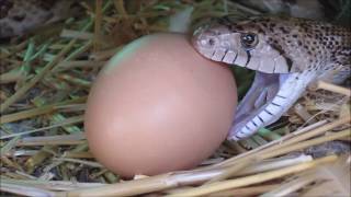 Bullsnake eating chicken eggs