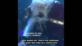 Even sharks get treats for Christmas as Saint Nick goes on a festive dive