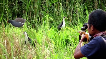 BERBURU BURUNG SAWAH DAN HAMA TUPAI YANG BUAT PETANI DURIAN MERUGI..