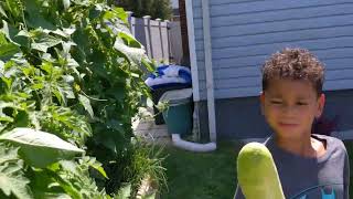 A Little Tour Of Jills Big Garden