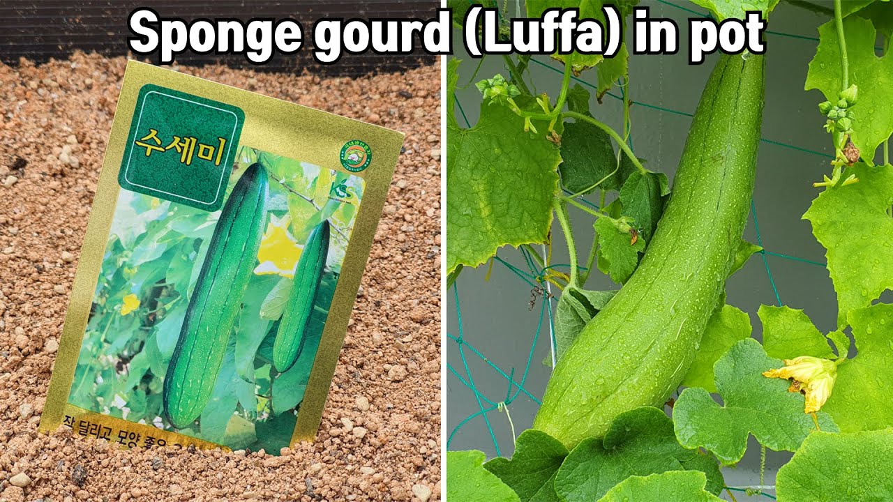 집 옥상 화분에 천연수세미 키우기 : How To Grow Sponge gourd (Luffa) in pot